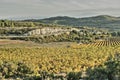 Vineyard in Minervois, Occitanie in south of France Royalty Free Stock Photo