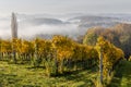 Vineyard on a misty morning in Weinleiten looking in the direction of Gamlitz