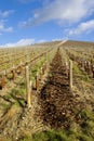 vineyard, MoÃÂ«t et Chandon, Ay, Champagne Region, France