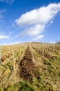 vineyard, MoÃÂ«t et Chandon, Ay, Champagne Region, France