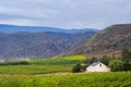 Vineyard,Montagu,South Africa Royalty Free Stock Photo