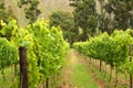 Vineyard, Montague, Route 62, South Africa, Royalty Free Stock Photo