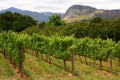 Vineyard, Montague, Route 62, South Africa, Royalty Free Stock Photo