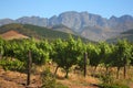 Vineyard in Montague, Route 62, South Africa Royalty Free Stock Photo