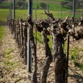 A vineyard in Montefalco Italy where Sagrantino is produced.