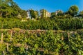 Vineyard of Montmartre paris city France Royalty Free Stock Photo