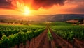 vineyard in the morning Royalty Free Stock Photo