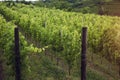 Vineyard in the morning, grapevines in row Royalty Free Stock Photo