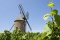 Vineyard, Moulin A Vent, from France. Royalty Free Stock Photo