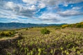 Vineyard of the mount Etna in Sicily, italy Royalty Free Stock Photo