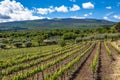 Vineyard of the mount Etna in Sicily, italy Royalty Free Stock Photo