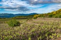 Vineyard of the mount Etna in Sicily, italy Royalty Free Stock Photo