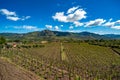 Vineyard of the mount Etna in Sicily, italy Royalty Free Stock Photo