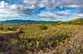 Vineyard of the mount Etna in Sicily, italy Royalty Free Stock Photo