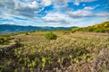 Vineyard of the mount Etna in Sicily, italy Royalty Free Stock Photo