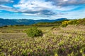 Vineyard of the mount Etna in Sicily, italy Royalty Free Stock Photo