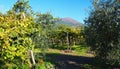 Vineyard and Mount Vesuvius