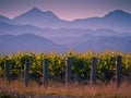 Vineyard with mountain background