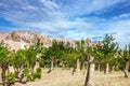 Vineyard and mountain landscape, Cappadocia, Turkey Royalty Free Stock Photo