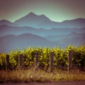 Vineyard with mountain view background