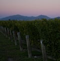 A vineyard and mountains in the background in Marlborough in the South Island in New Zealand in the evening