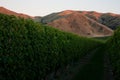 A vineyard and mountains in the background in Marlborough in the South Island in New Zealand in the evening