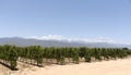 Vineyard and mountains of Paarl Western Cape South Africa Royalty Free Stock Photo