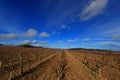 Vineyard with moving clouds in Aude, France Royalty Free Stock Photo