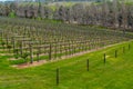 Vineyard in winter and naked trees