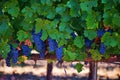 Vineyard in Napa Valley Royalty Free Stock Photo