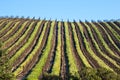 Vineyard Royalty Free Stock Photo