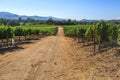 Vineyard in Napa Valley Royalty Free Stock Photo