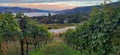 Vineyard in Naramata British Columbia Royalty Free Stock Photo