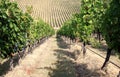 Vineyard near Badia di Passignano, Tuscany, Italy Royalty Free Stock Photo