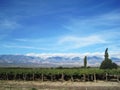 Vineyard near Cafayate