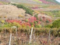 Vineyard near the Eged mountain in Hungary Royalty Free Stock Photo