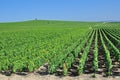 Vineyard near Epernay,Champagne region,France Royalty Free Stock Photo