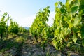 Vineyard near Hercegkut Sarospatak Tokaj region Hungary Royalty Free Stock Photo