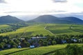 Vineyard near Ilbesheim in the Pfalz, Germany