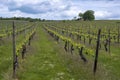 Vineyard near Ingelheim/Germany Royalty Free Stock Photo