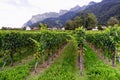 Vineyard near Jenins, Switzerland