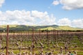 Vineyard near Livermore with California Hills in the background at dusk Royalty Free Stock Photo