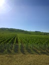 Vineyard near Lyon, France.