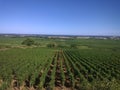 Vineyard near Lyon, France.