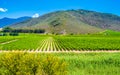 Vineyard near Montagu, South Africa - Rows of young grape vines Royalty Free Stock Photo