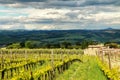 Vineyard near Montalcino in Val d`Orcia, Tuscany, Italy. Royalty Free Stock Photo