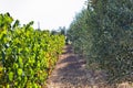 Vineyard near olive trees.