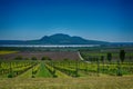 Vineyard near Palava protected Landscape Area