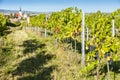 vineyard near Pulkau in Austria Royalty Free Stock Photo