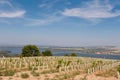 Vineyard near small village, blue sky, agriculture and wine Royalty Free Stock Photo